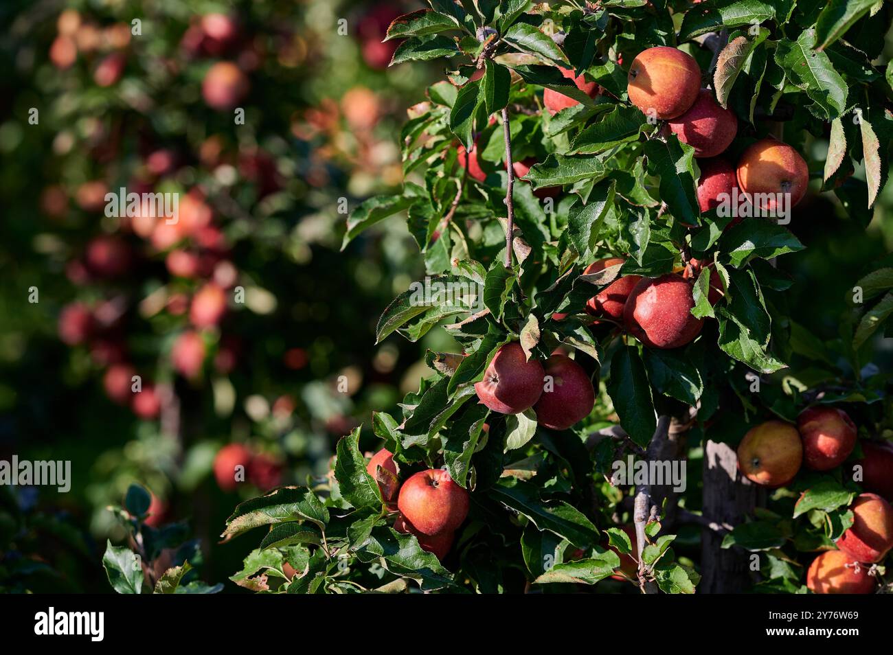 Mele sui cespugli in una piantagione di mele. Foto Stock