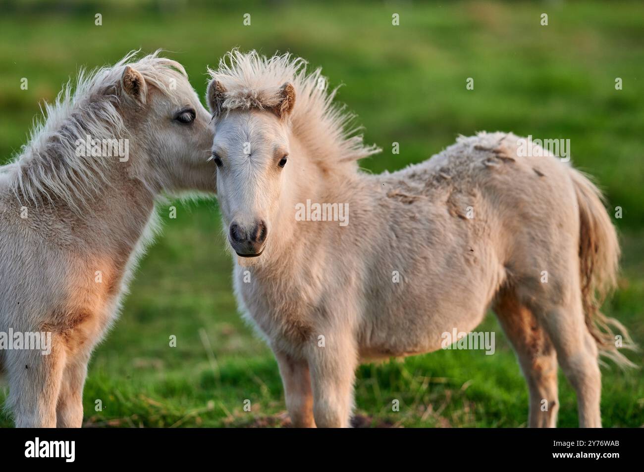 Due pony bianchi giocano e si coccolano a vicenda in un prato verde. Foto Stock