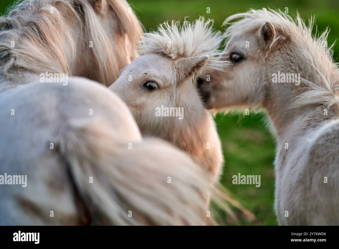 i pony bianchi con i bangs giocano in un prato verde durante una bella giornata e il sole al tramonto Foto Stock