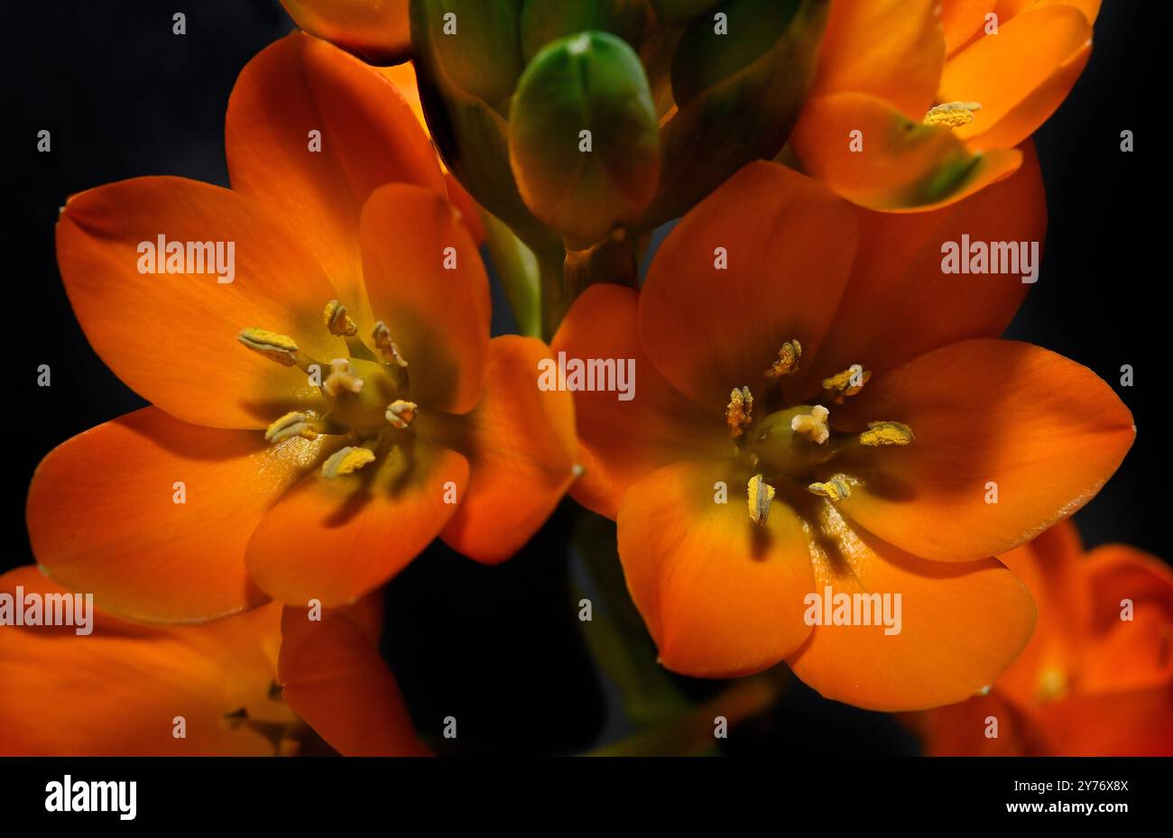Fiori e boccioli di Chincherinchee gialli adagiati su un semplice sfondo complementare. Collinswoodimages. Foto Stock