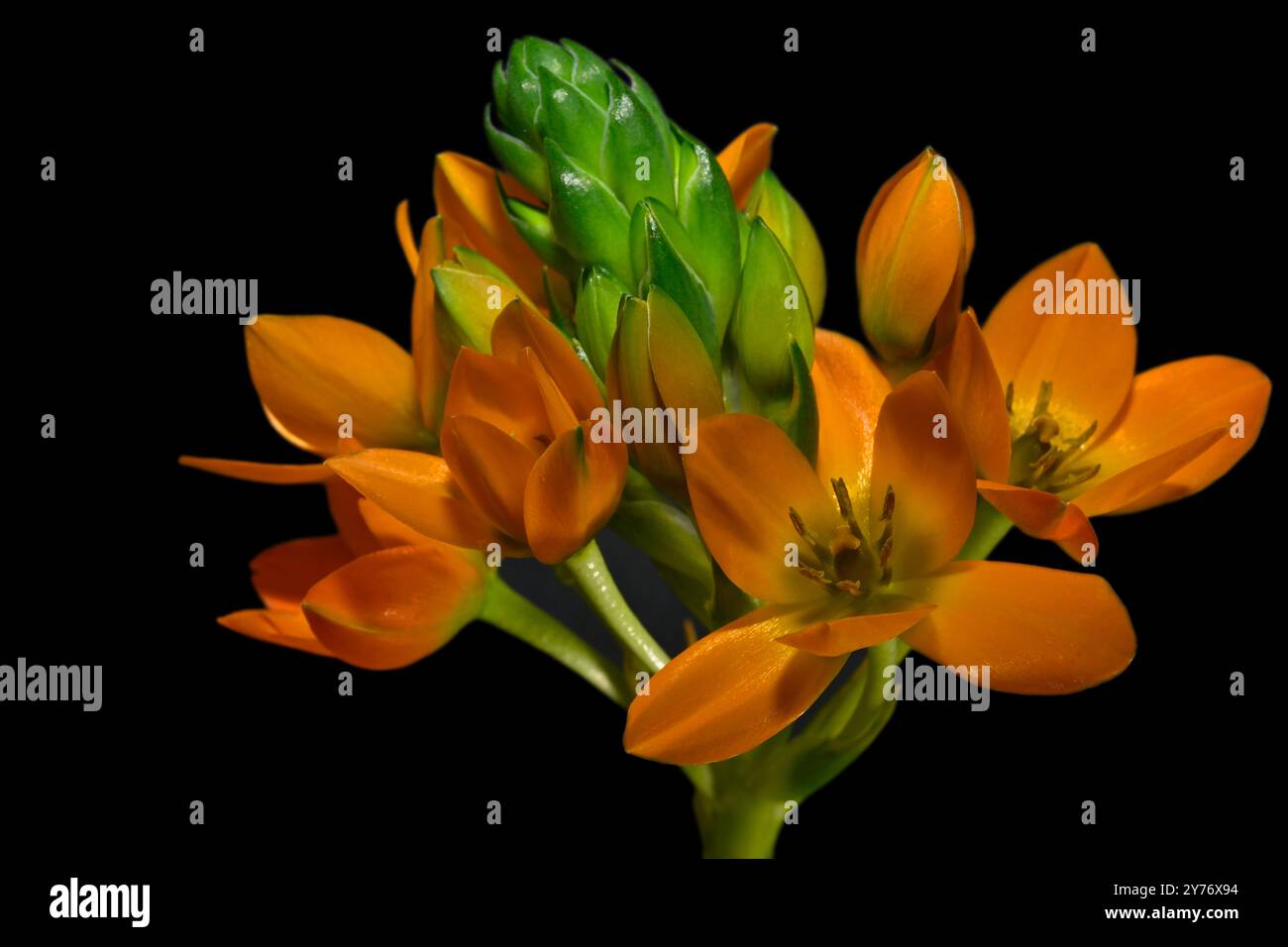 Fiori e boccioli di Chincherinchee gialli adagiati su un semplice sfondo complementare. Collinswoodimages. Foto Stock