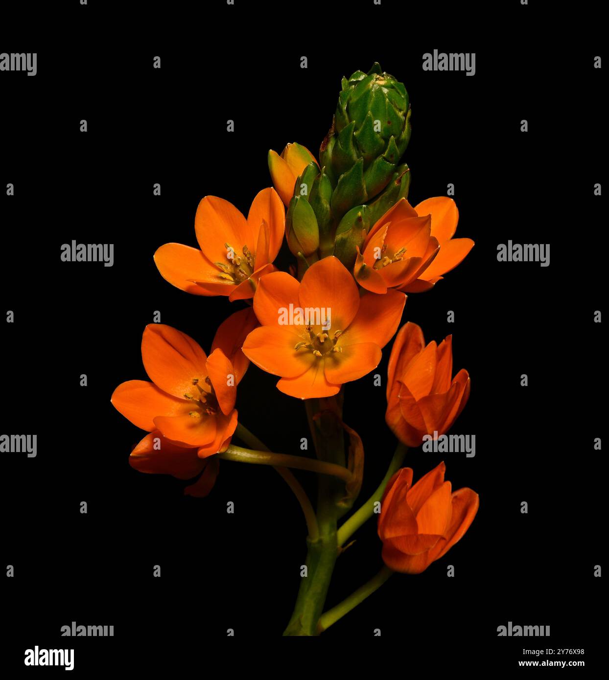 Fiori e boccioli di Chincherinchee gialli adagiati su un semplice sfondo complementare. Collinswoodimages. Foto Stock