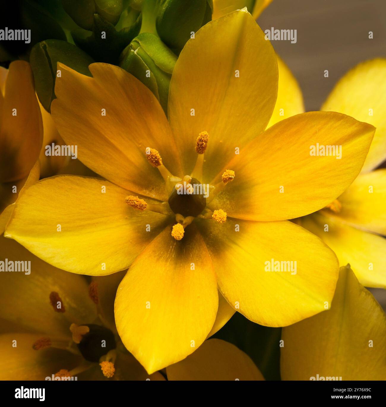 Fiori e boccioli di Chincherinchee gialli adagiati su un semplice sfondo complementare. Collinswoodimages. Foto Stock
