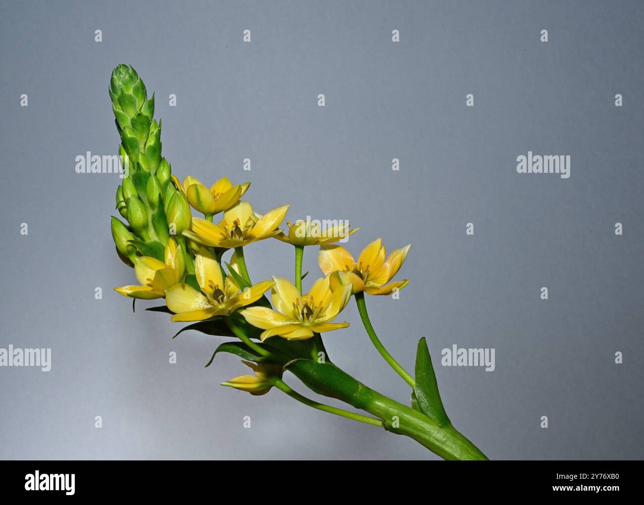 Fiori e boccioli di Chincherinchee gialli adagiati su un semplice sfondo complementare. Collinswoodimages. Foto Stock