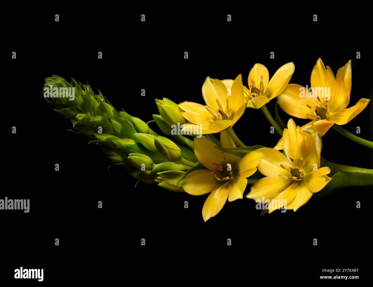 Fiori e boccioli di Chincherinchee gialli adagiati su un semplice sfondo complementare. Collinswoodimages. Foto Stock