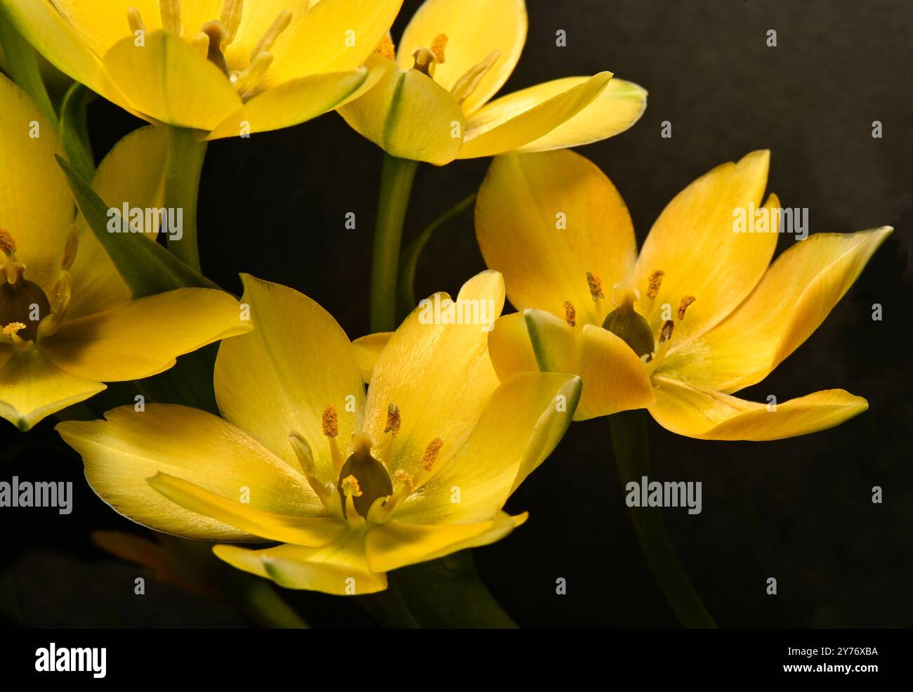 Fiori e boccioli di Chincherinchee gialli adagiati su un semplice sfondo complementare. Collinswoodimages. Foto Stock