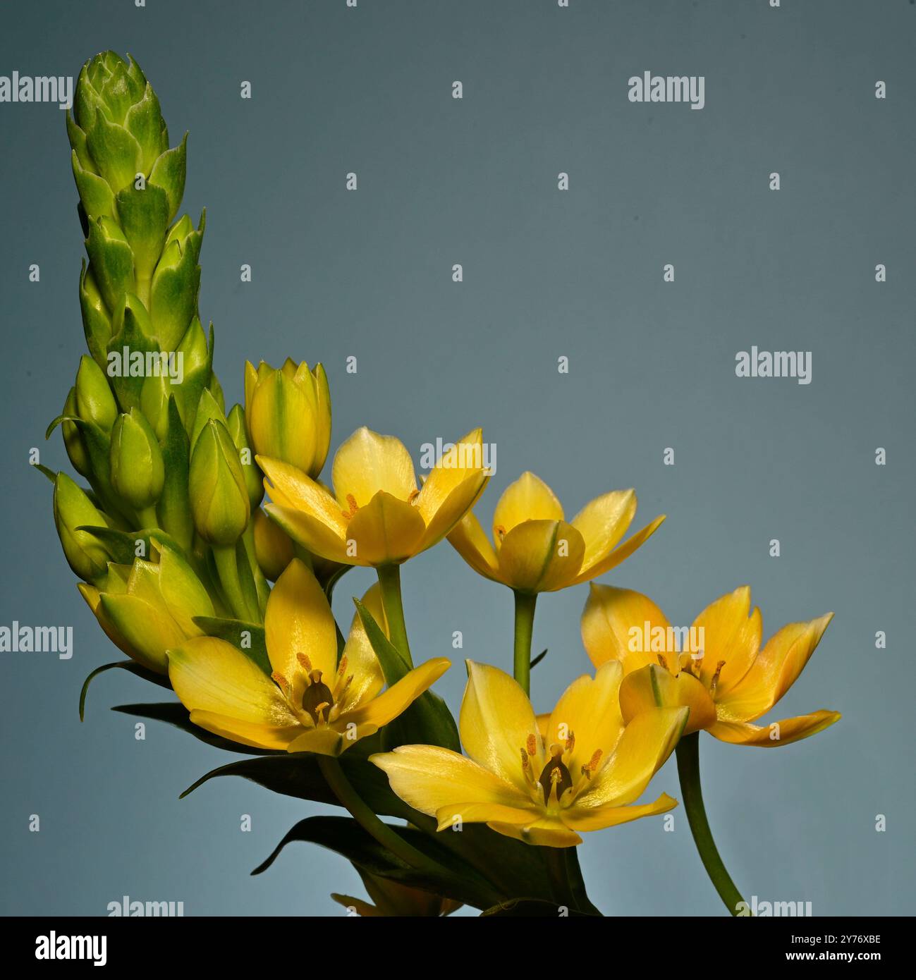 Fiori e boccioli di Chincherinchee gialli adagiati su un semplice sfondo complementare. Collinswoodimages. Foto Stock