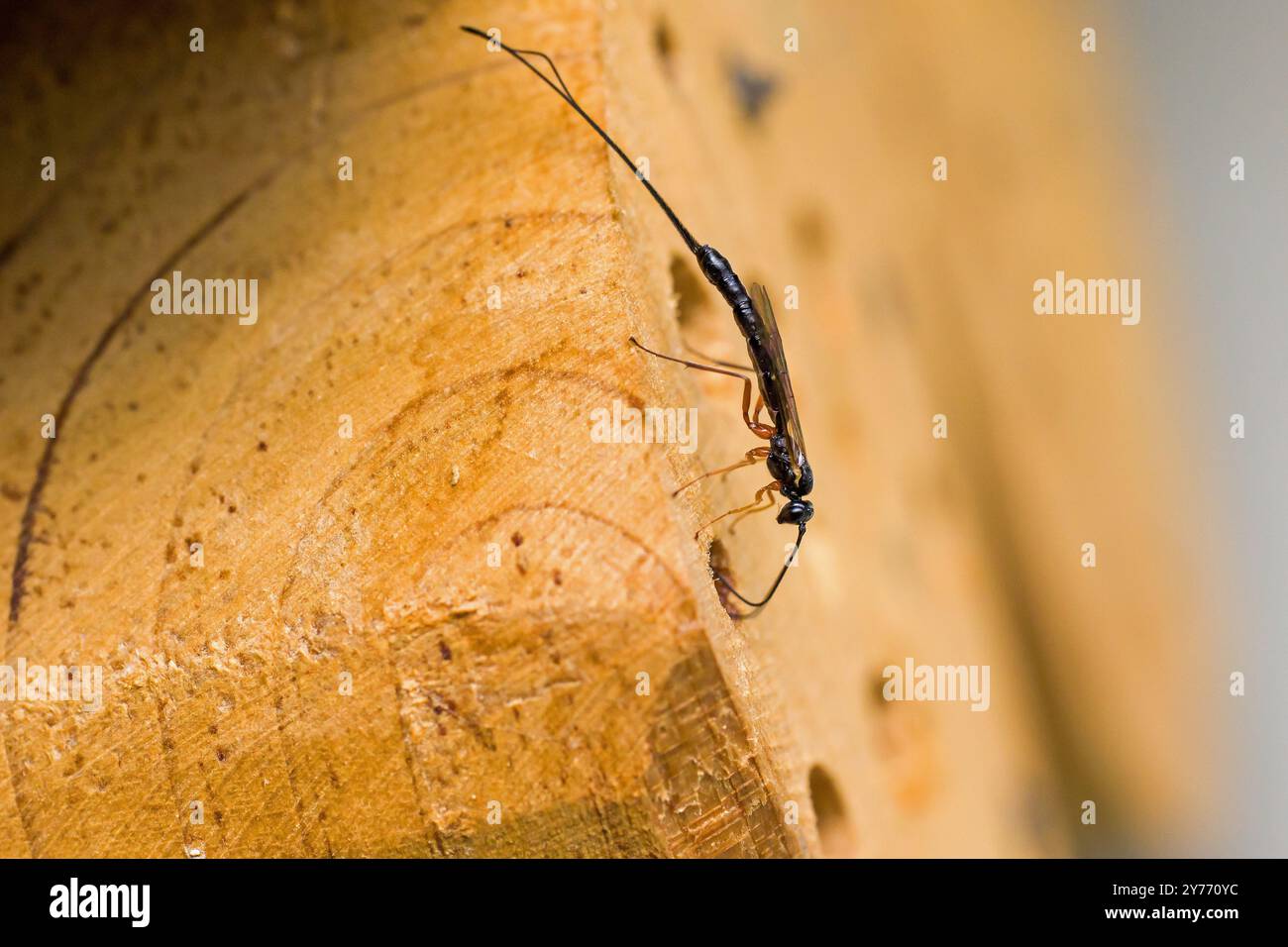 una sciabola femminile con una lunga coda alla ricerca di larve su un tronco di albero Foto Stock