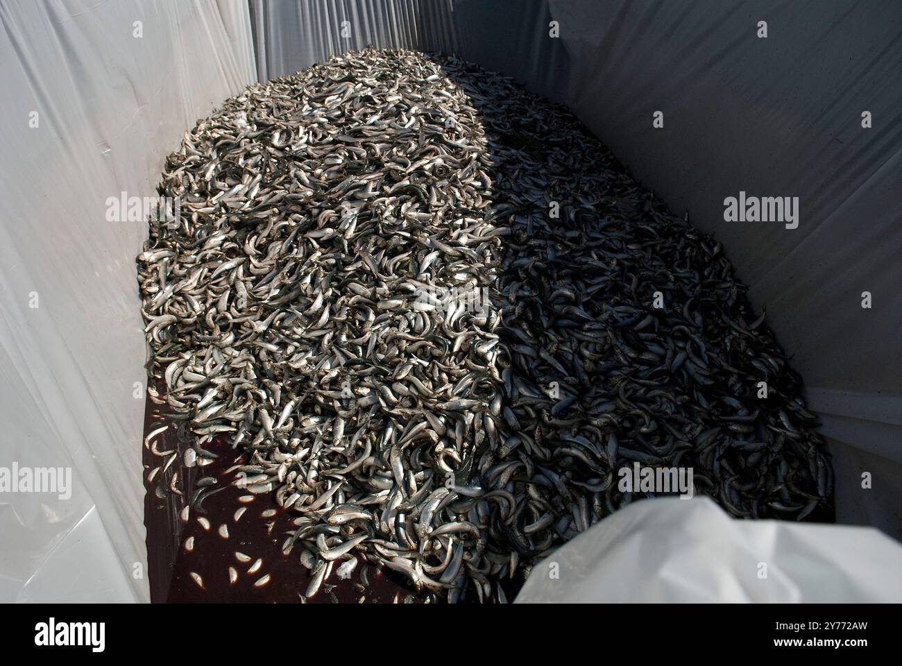 Immagini sconvolgenti di un enorme pesce che muore nelle acque della California, evidenziando gravi impatti di inquinamento. Le conseguenze sono devastanti per i marine locali Foto Stock