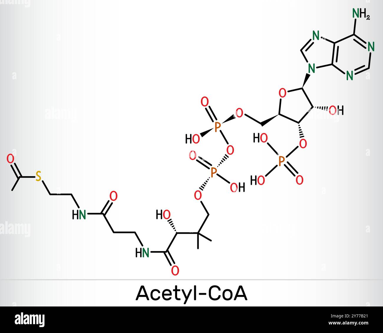 Acetil-CoA, acetil coenzima A molecola. Coenzima chiave nella biosintesi degli acidi grassi, ciclo di Krebs, ciclo dell'acido citrico. Formula strutturale. Vettore Illustrazione Vettoriale