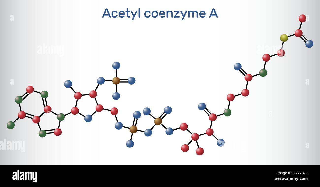 Acetil-CoA, coenzima acetilico modello molecolare. Coenzima chiave nella biosintesi degli acidi grassi, ciclo di Krebs, ciclo dell'acido citrico. Illustrazione vettoriale Illustrazione Vettoriale