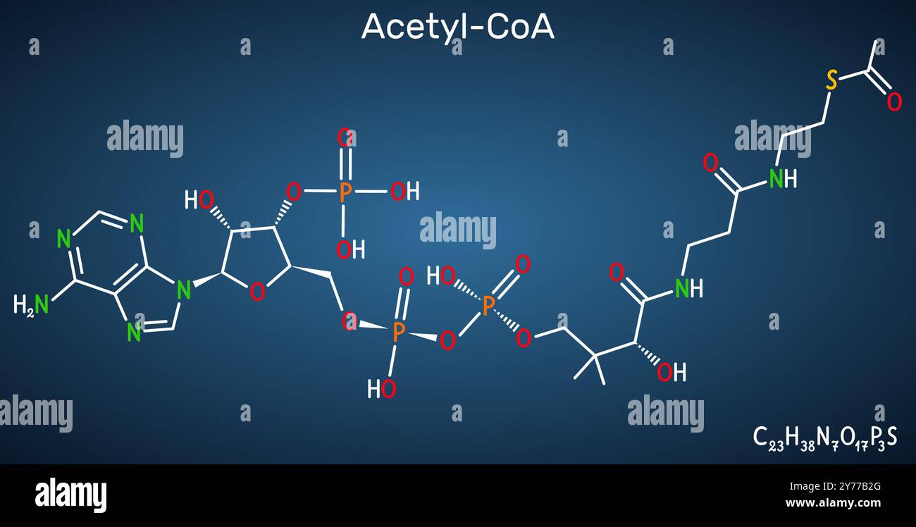 Acetil-CoA, acetil coenzima A molecola. Coenzima chiave nella biosintesi degli acidi grassi, ciclo di Krebs, ciclo dell'acido citrico. Sfondo blu scuro. Vettore Illustrazione Vettoriale