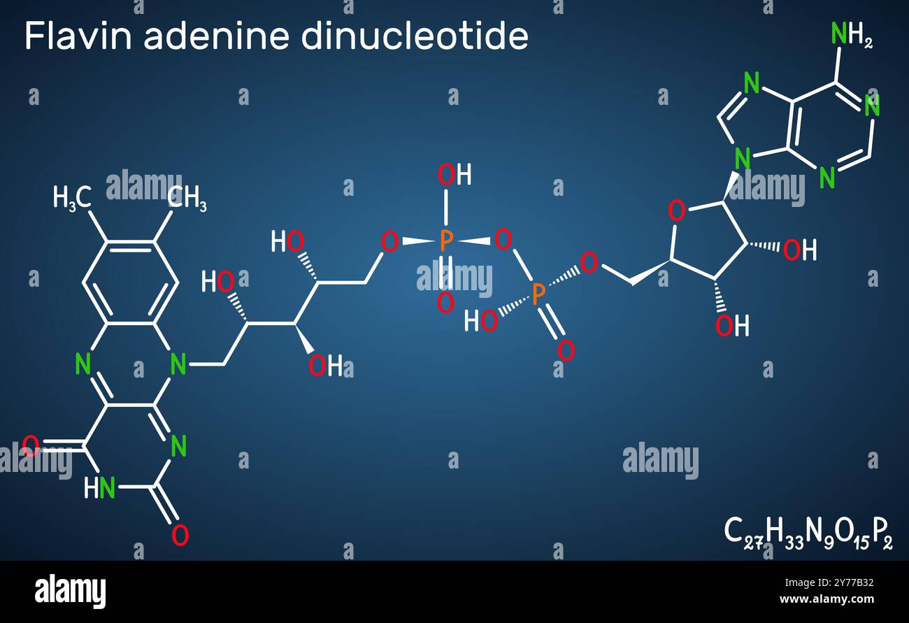 Flavin adenine dinucleotide, molecola FAD. Coenzima redox-attivo essenziale coinvolto nella produzione di energia e nel metabolismo. Formula chimica strutturale, Illustrazione Vettoriale