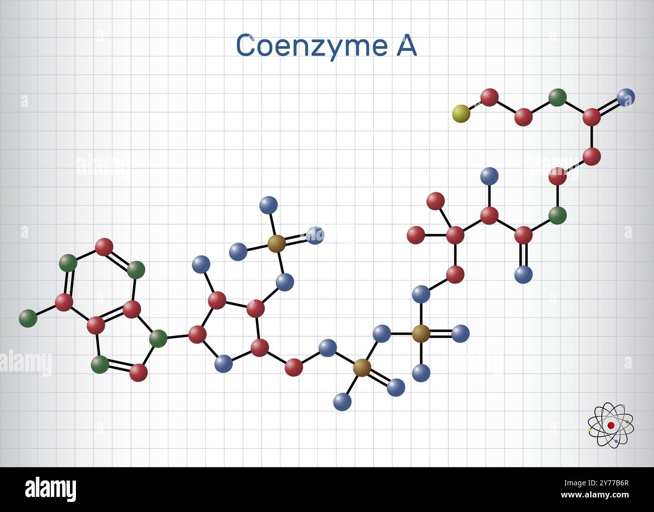 Coenzima A, CoA, SHCoA, molecola di CoASH. Coenzima essenziale nel metabolismo degli acidi grassi e nel ciclo di Krebs, ciclo dell'acido citrico. Modello molecolare. Foglio di p Illustrazione Vettoriale