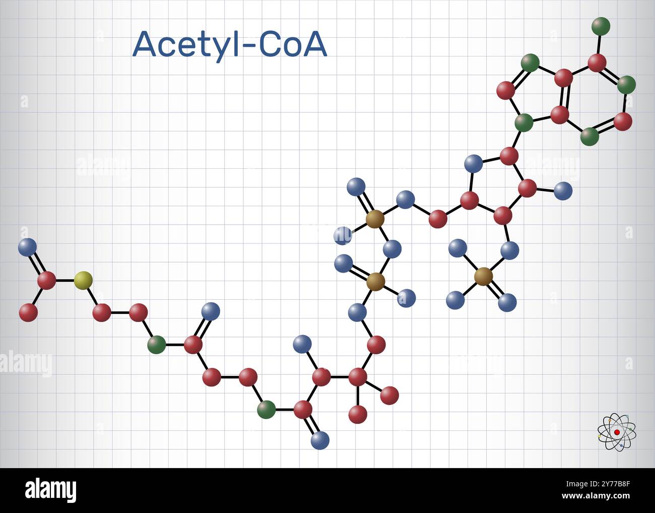 Acetil-CoA, coenzima acetilico modello molecolare. Coenzima chiave nella biosintesi degli acidi grassi, ciclo di Krebs, ciclo dell'acido citrico. Foglio di carta nella gabbia. Vettore Illustrazione Vettoriale