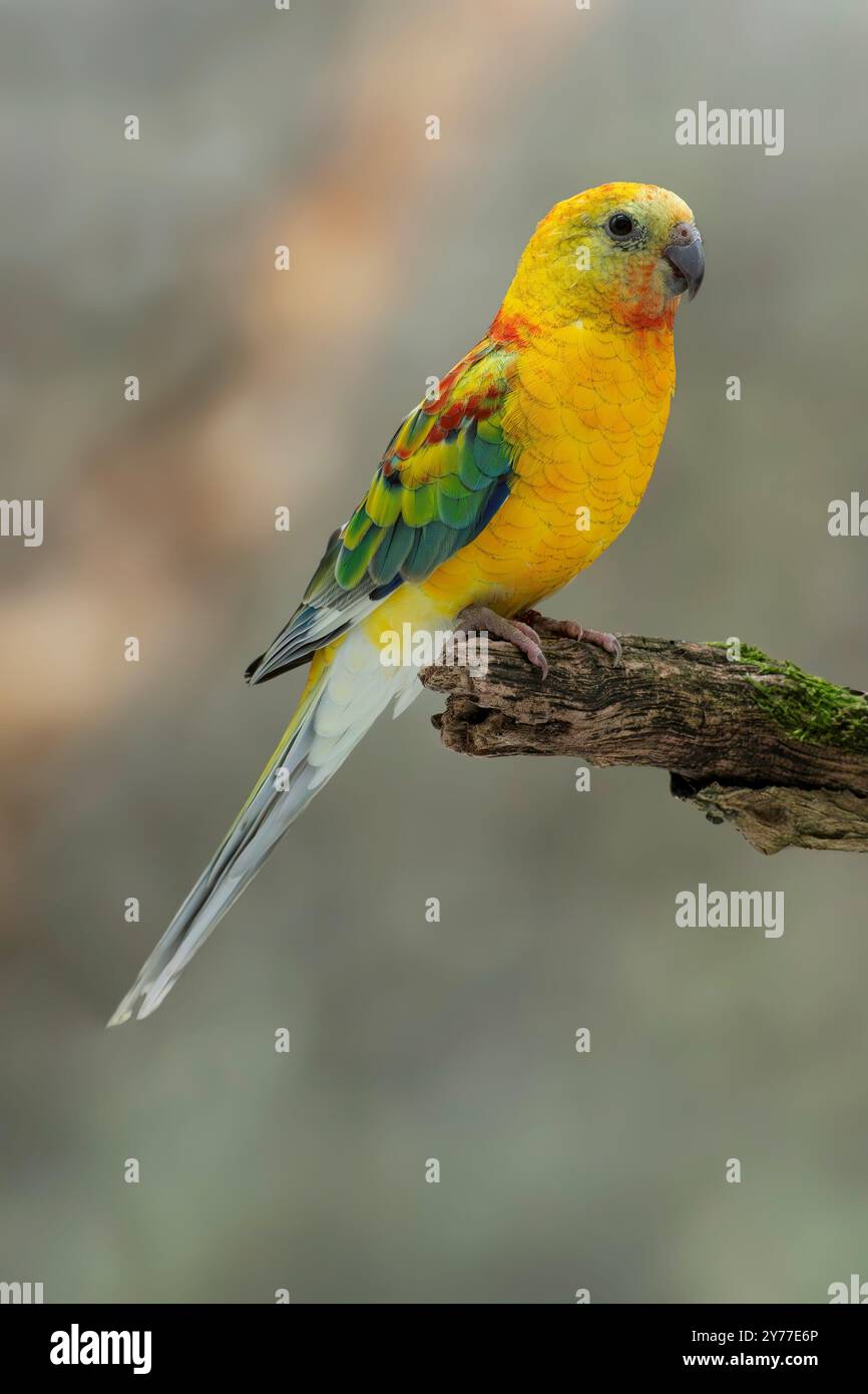 Pappagallo rosso maschio in mutazione opalina, Psephotus haematonotus Foto Stock