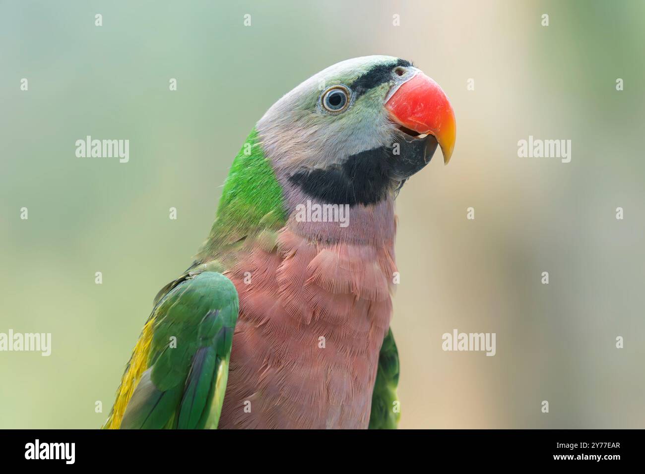 Petto rosso la coda non è ancora a tutta lunghezza, dopo la muta , Psittacula alexandri Foto Stock