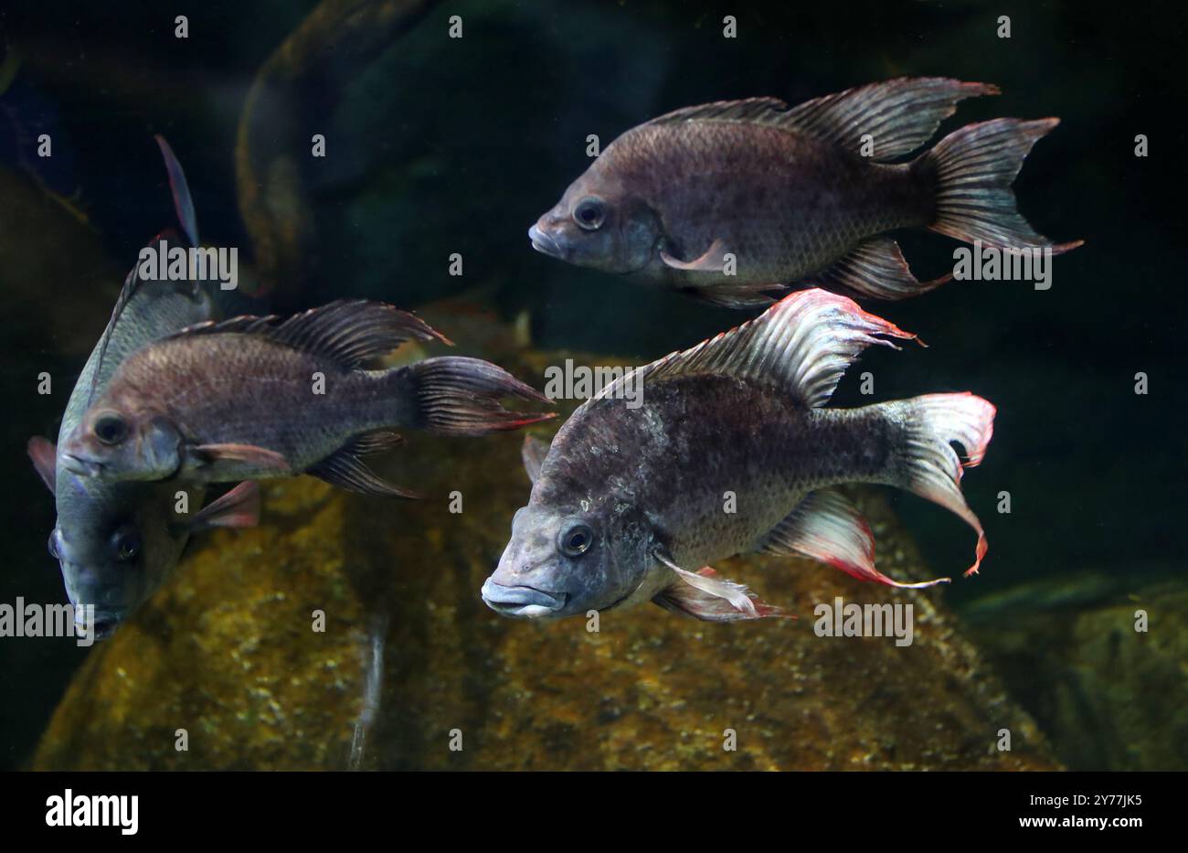 Mangarahara Cichlid o Joba Mena, Ptychochromis insolitus, Cichlidae. Madagascar, Africa. Raro pesce a rischio critico. Foto Stock