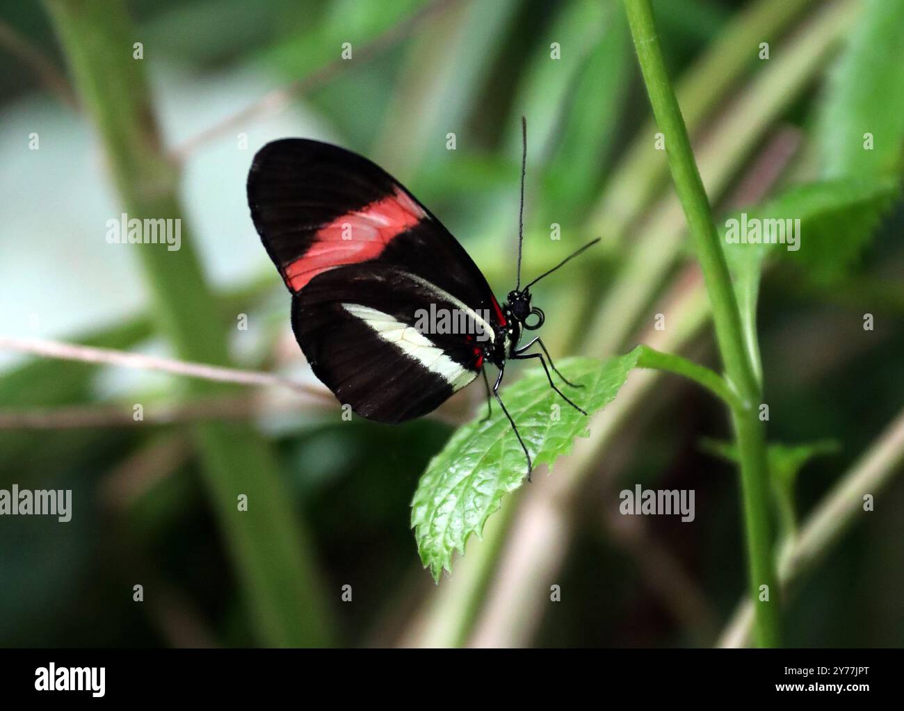 Postino Butterfly, Heliconius melpomene, Nymphalidae. Sud America. Foto Stock