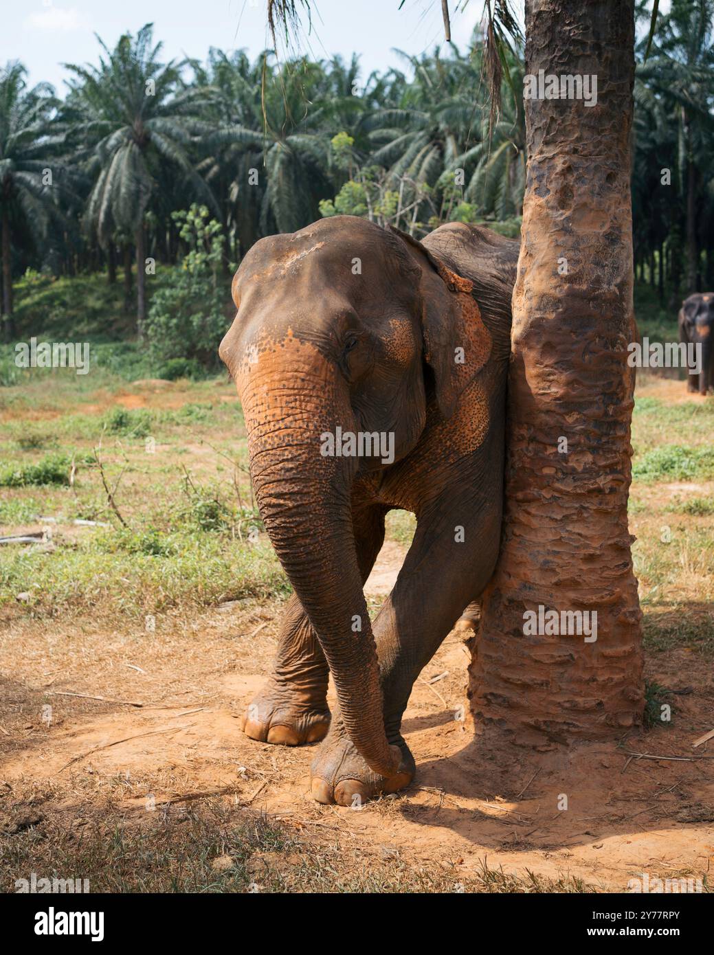 Elefante che ne usa tre per grattarsi nel santuario degli elefanti. Foto Stock
