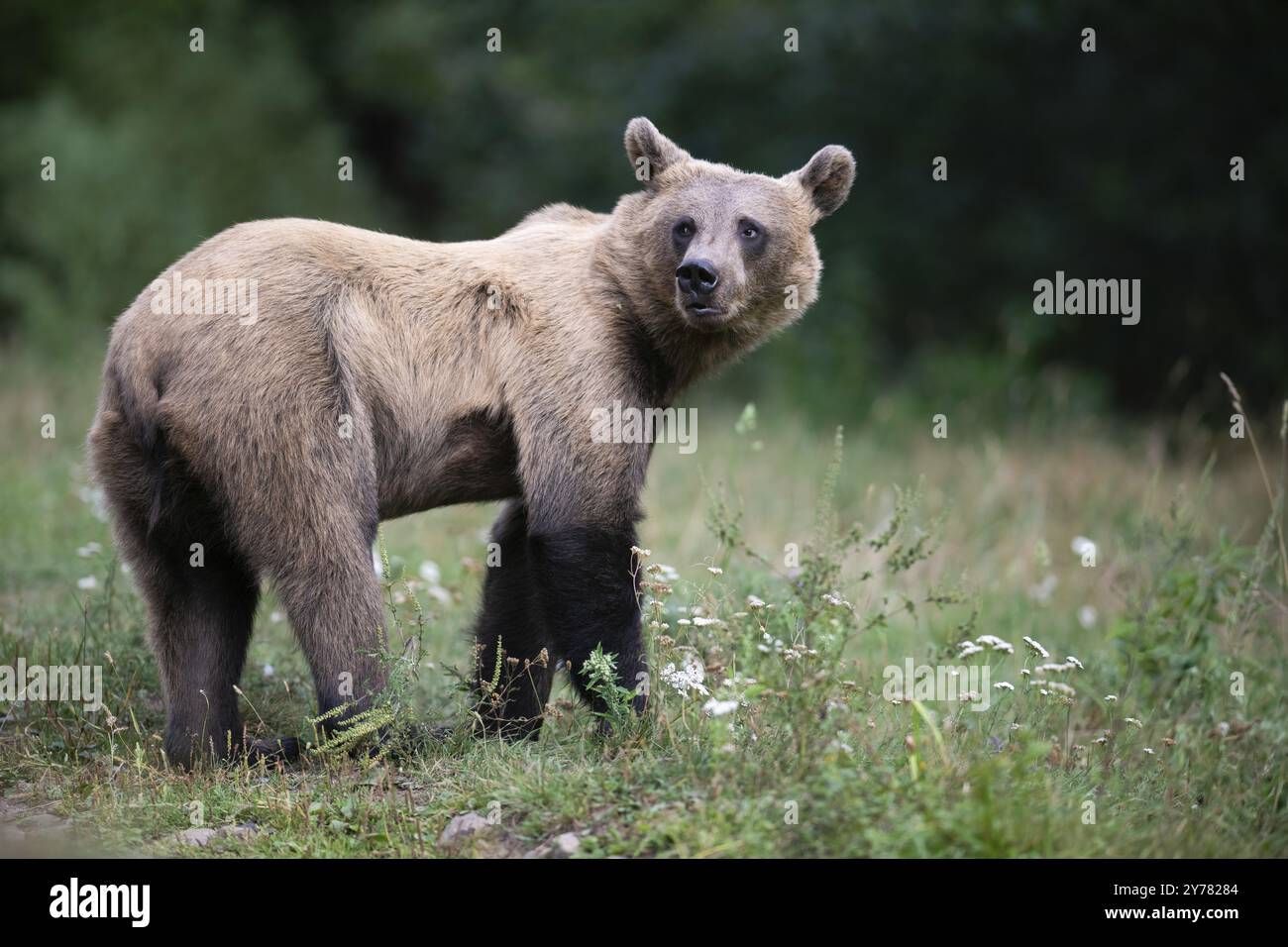 Orso bruno europeo o orso bruno eurasiatico (Ursus arctos arctos), orso bruno in una radura forestale Foto Stock