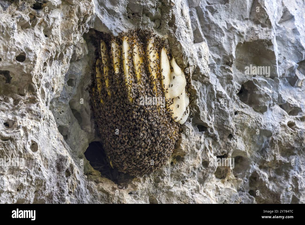 Colonia di api, nido di api su una roccia, Blaubeuren, Baden-Wuerttemberg, Germania, Europa Foto Stock