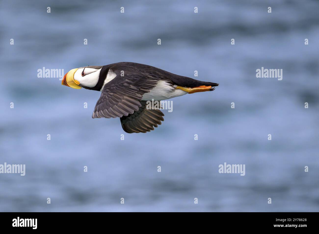 Una foca corniculata (fratercula corniculata) vola sul mare calmo, Homer, Alaska, USA, Nord America Foto Stock