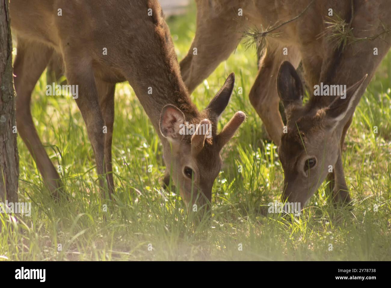 Due cervi femmine che pascolano su erba verde. Primo piano di animali piegati al suolo in cerca di cibo Foto Stock