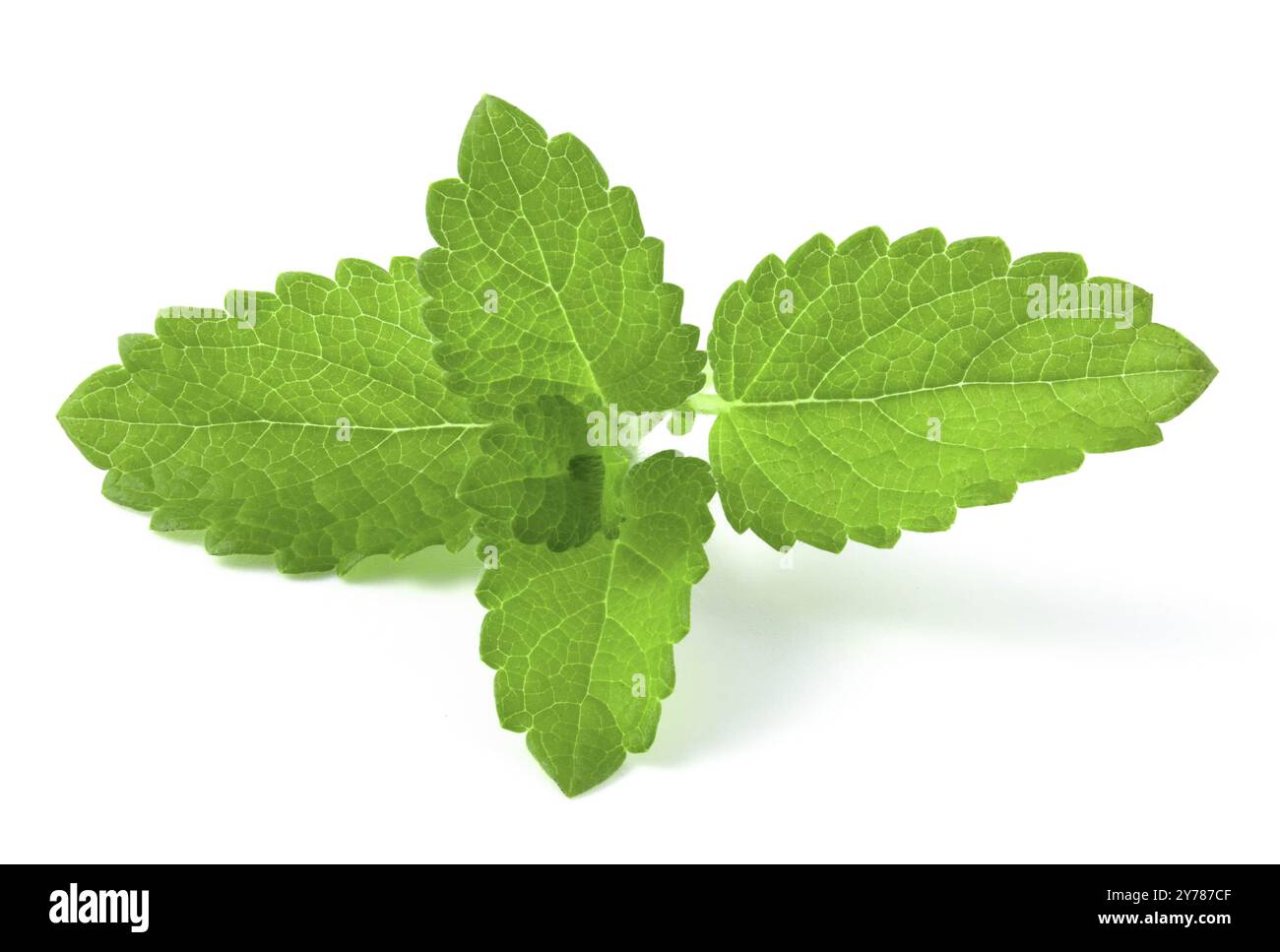 Ramo con foglie fresche di menta isolato su sfondo bianco Foto Stock