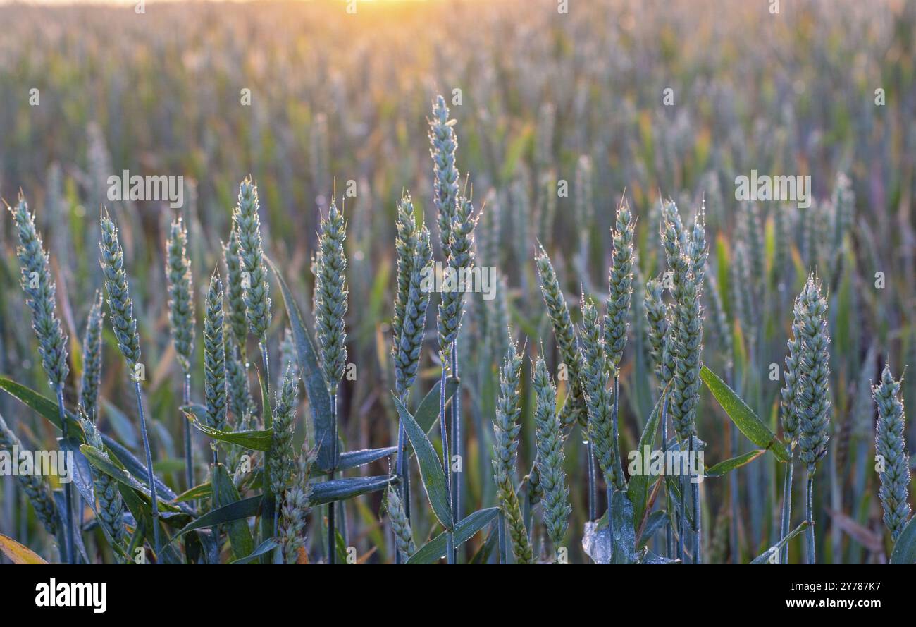 Spighe verdi di grano ricoperte di rugiada, la luce del contorno del sole del mattino sulle orecchie di pane Foto Stock