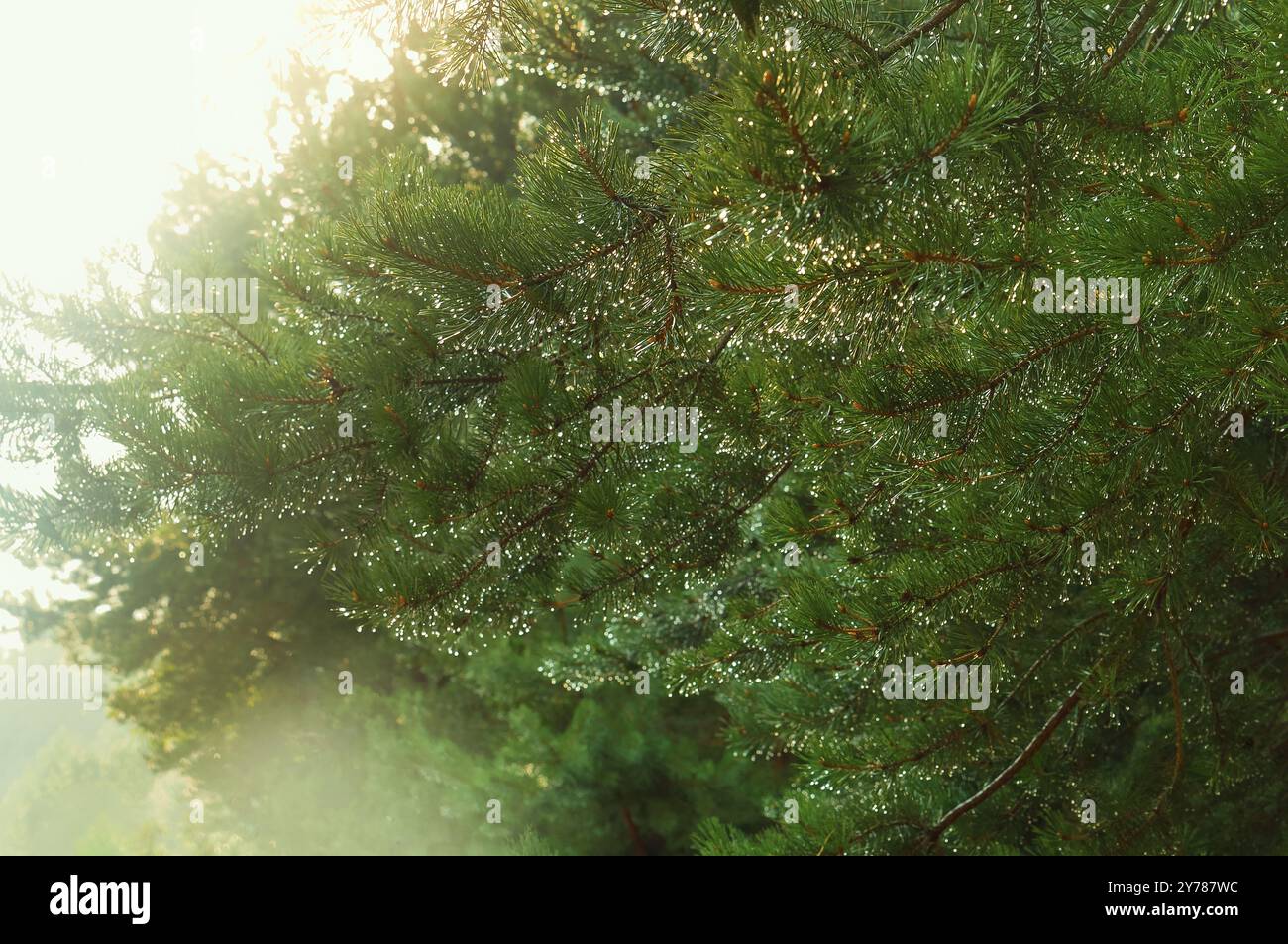 Gocce di rugiada sugli aghi di abete rosso nella foresta, gocce di pioggia sui rami di abete Foto Stock