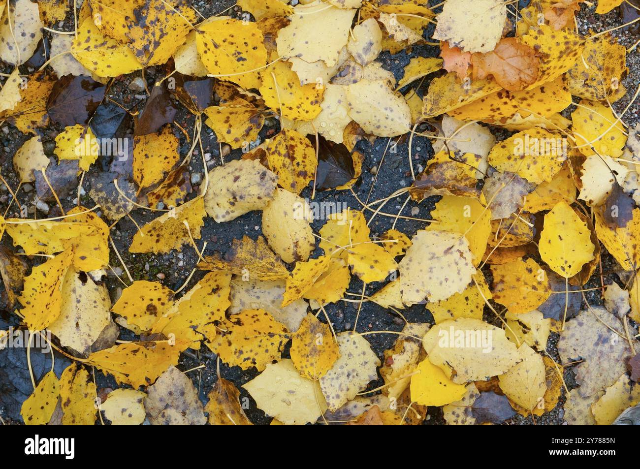 Foglie di alberi giallite e arrossate in autunno, foglie gialle autunnali Foto Stock