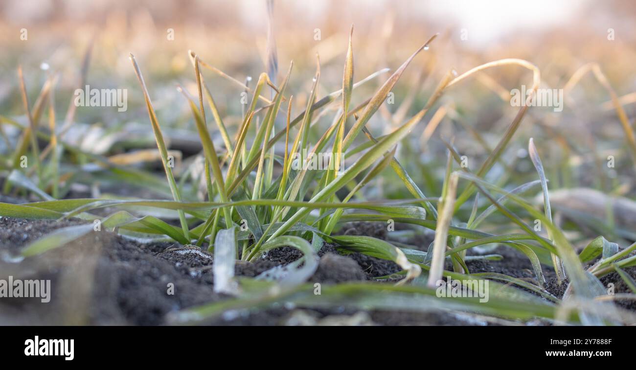 Foglie congelate di grano invernale nel campo dell'agricoltura Foto Stock