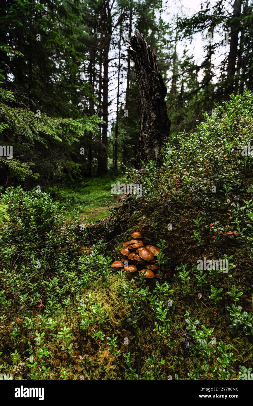 Il fondo della foresta di Mossy, nella natura di Idre, Dalarna, Svezia, rivela un anguilla con funghi Galerina marginata e cespugli di mirtilli, un ecosistema fiorente Foto Stock