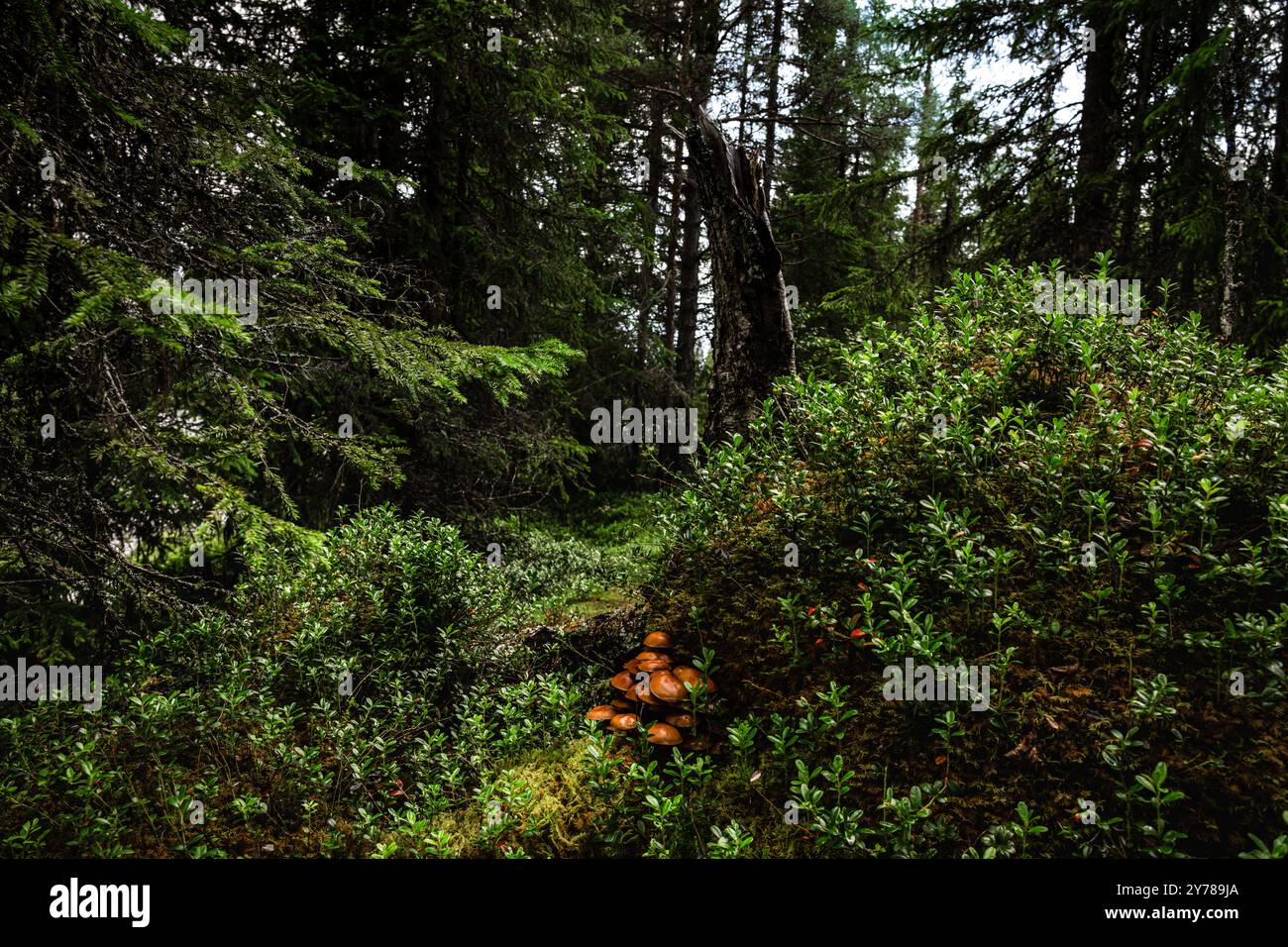 Il fondo della foresta di Mossy, nella natura di Dalarna, Svezia, rivela un'anguilla con funghi Galerina marginata e cespugli di mirtilli Foto Stock