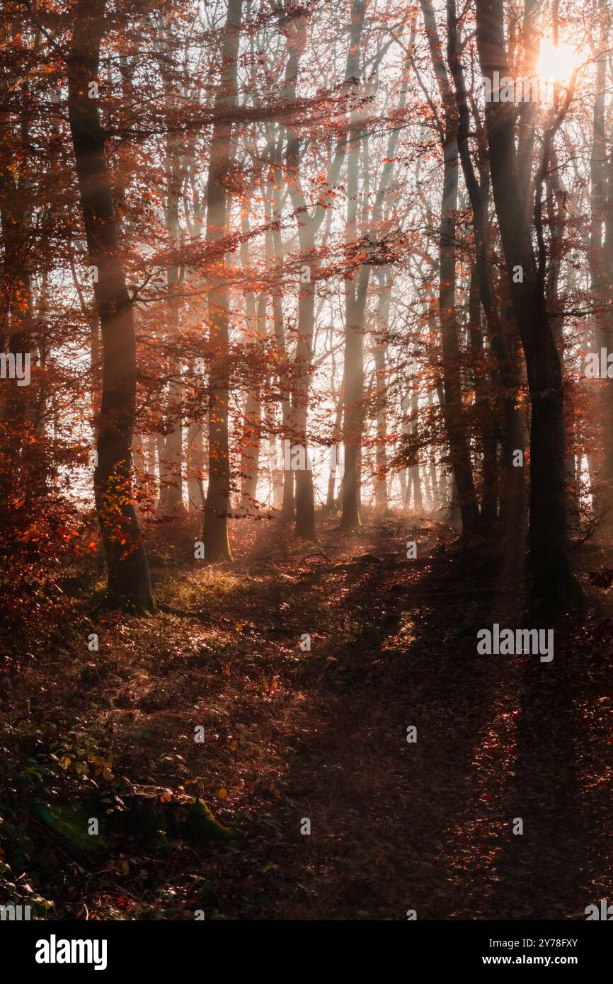 Alba verticale nel bosco con i raggi del sole che colpiscono gli alberi Foto Stock