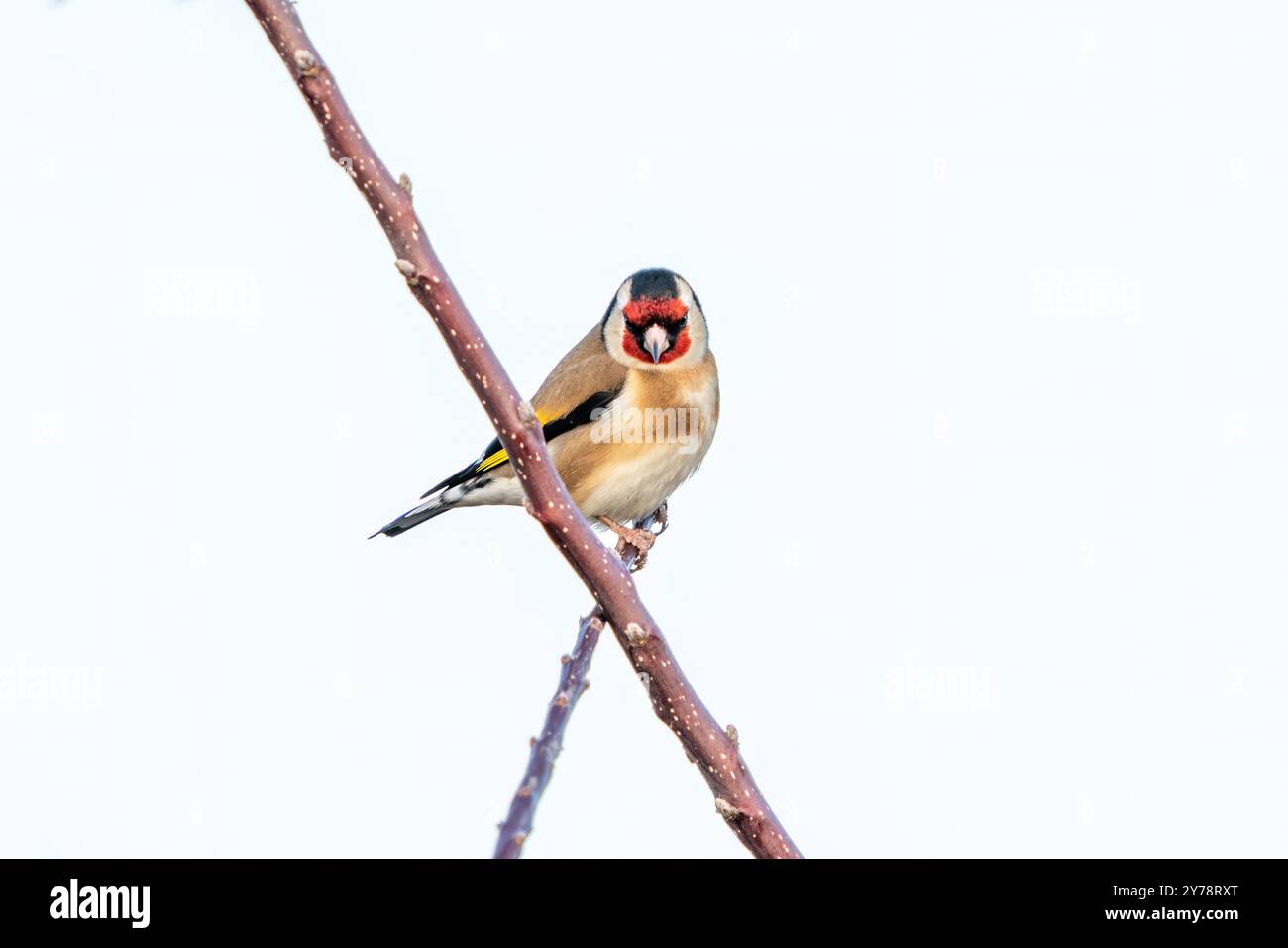 L'uccello Goldfinch appollaiato su un ramo Foto Stock