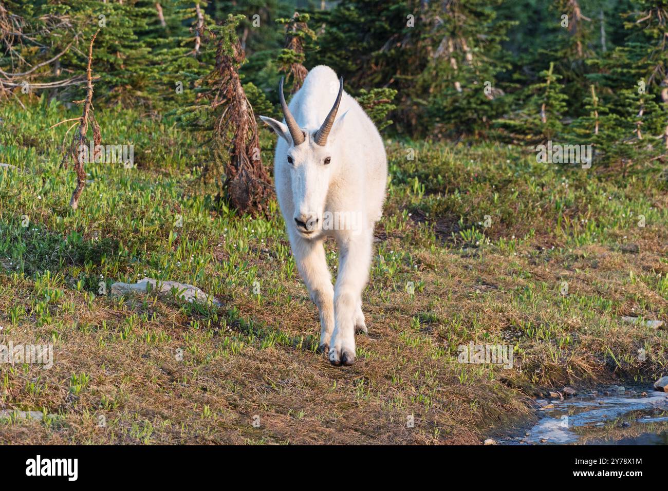 Mountain Goat o Oreamnos americanus nel Glacier National Park camminando verso lo spettatore Foto Stock