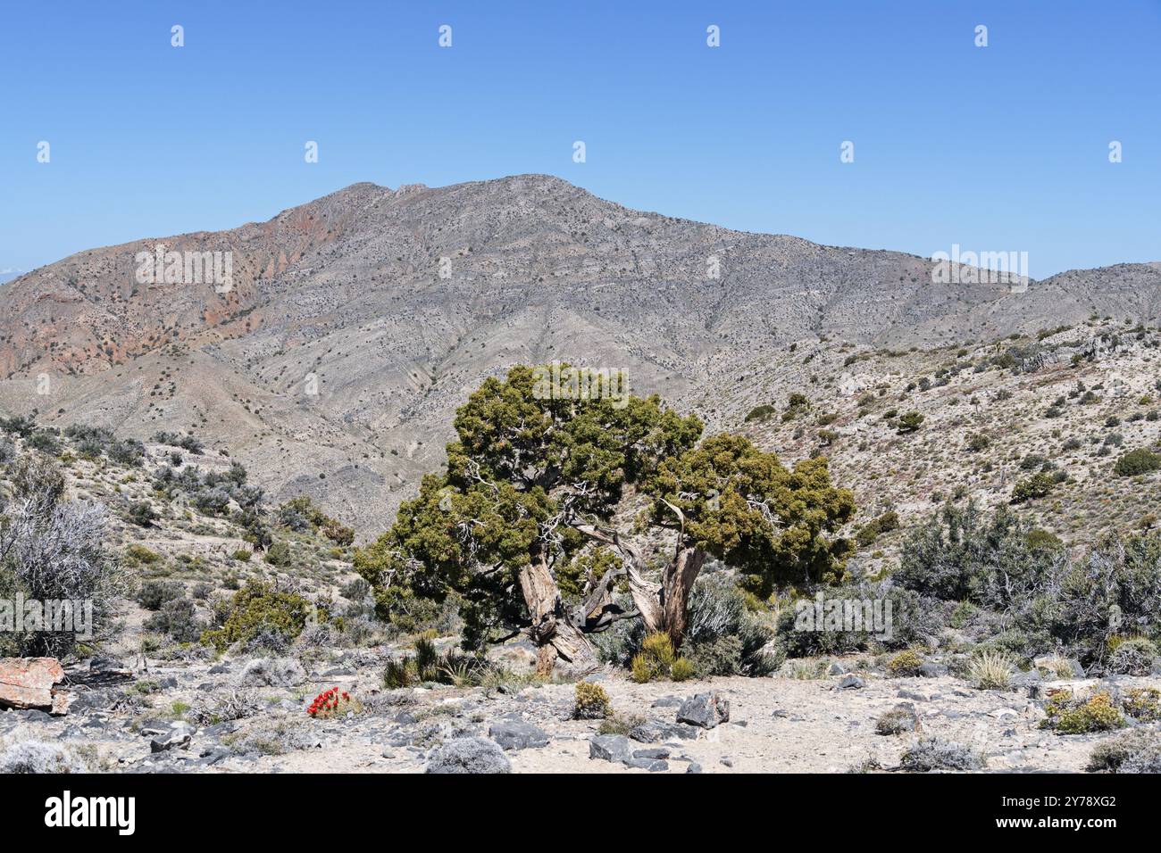 Montagna secca e albero di ginepro nel Parco Nazionale della Valle della morte Foto Stock