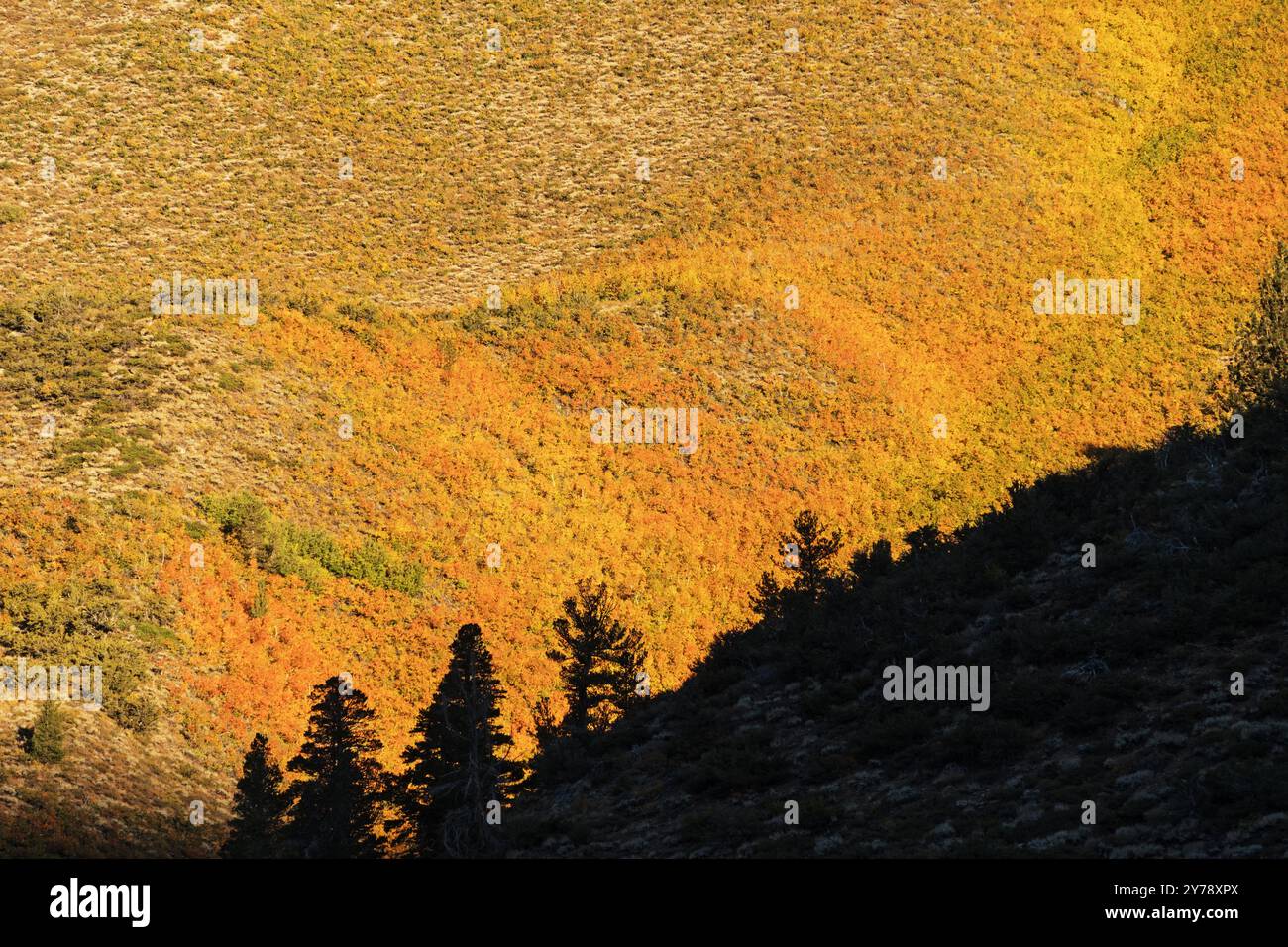 foglie autunnali gialle e arancioni con alberi di pino sagomati sul crinale davanti Foto Stock
