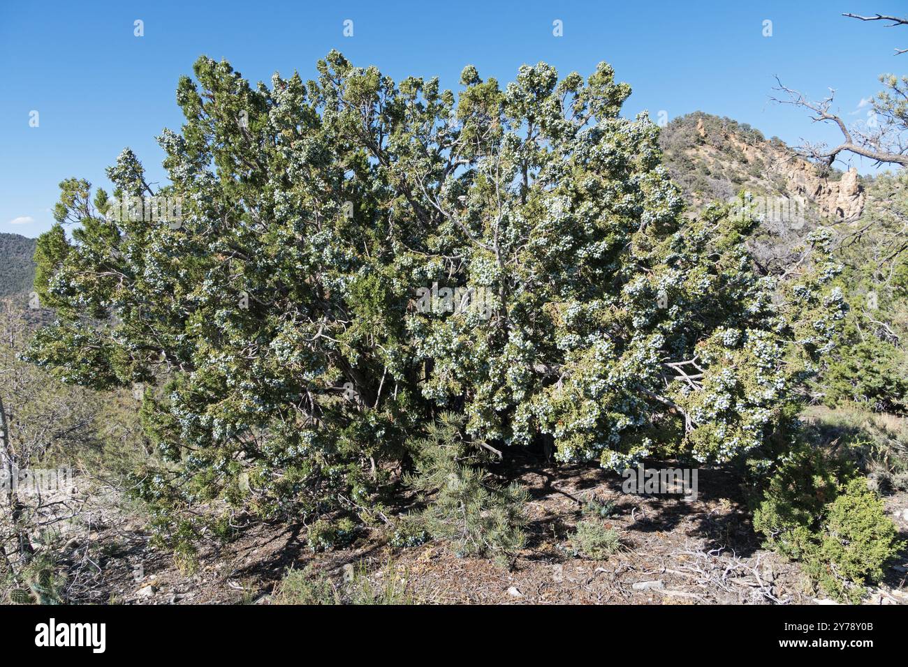 albero di ginepro selvatico ricoperto di bacche che crescono su una cresta di montagna deserta Foto Stock