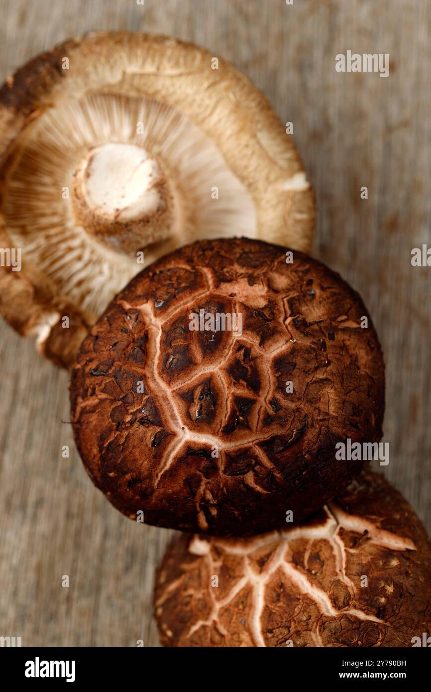 Primo piano sulla struttura dei funghi di Portobello Foto Stock