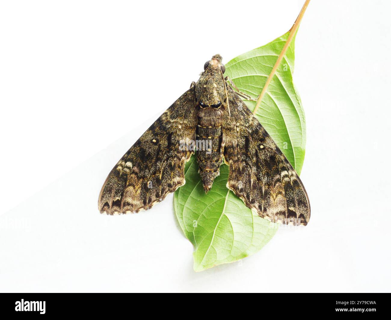 Falco opaco a doppia setola ( Meganoton nyctiphanes ) su foglia verde isolata su sfondo bianco, marrone con strisce gialle e nere sulla farfalla Foto Stock