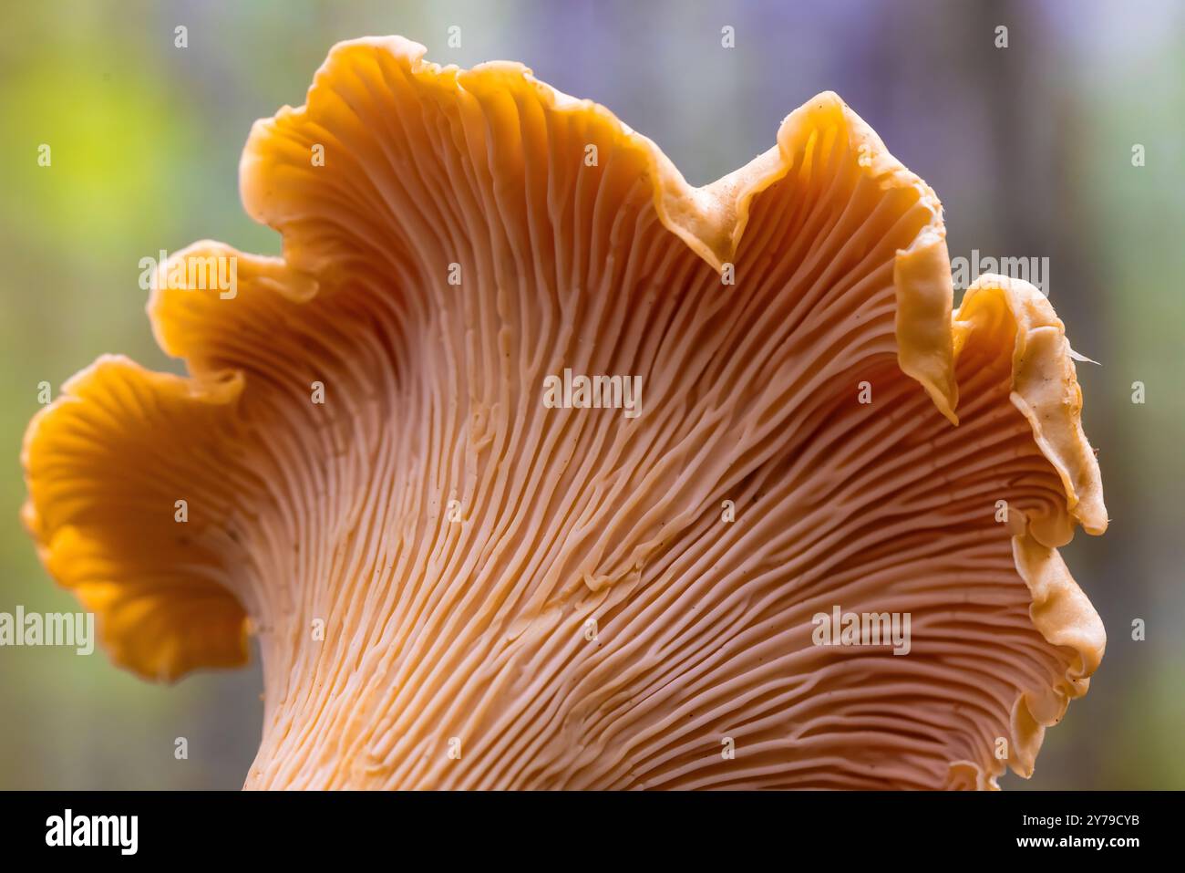 Golden Chanterelle, Cantharellus cibarius, fungo nella foresta di Douglas Fir di seconda crescita sulla penisola olimpica, Stato di Washington, Stati Uniti Foto Stock