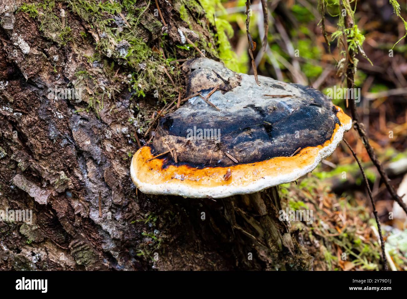 Polypore, Fomitopsis pinicola, su un albero nella Capitol Forest, Thurston County, Washington State, USA Foto Stock