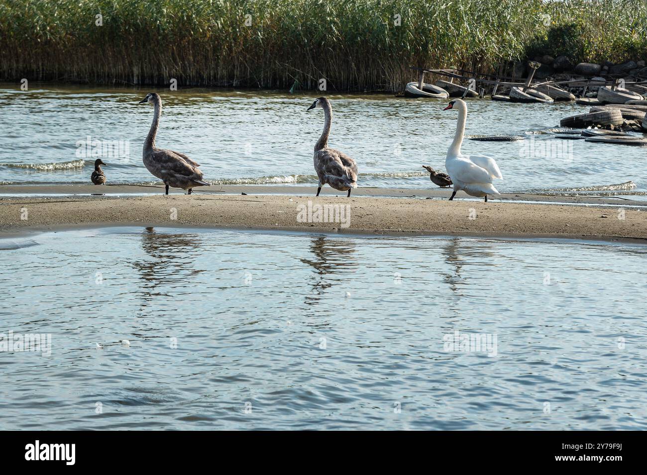 Cigni sulle rive della Laguna Curoniana sulla Curonian Spit nel villaggio di Lesnoy. Regione di Kaliningrad. Russia Foto Stock