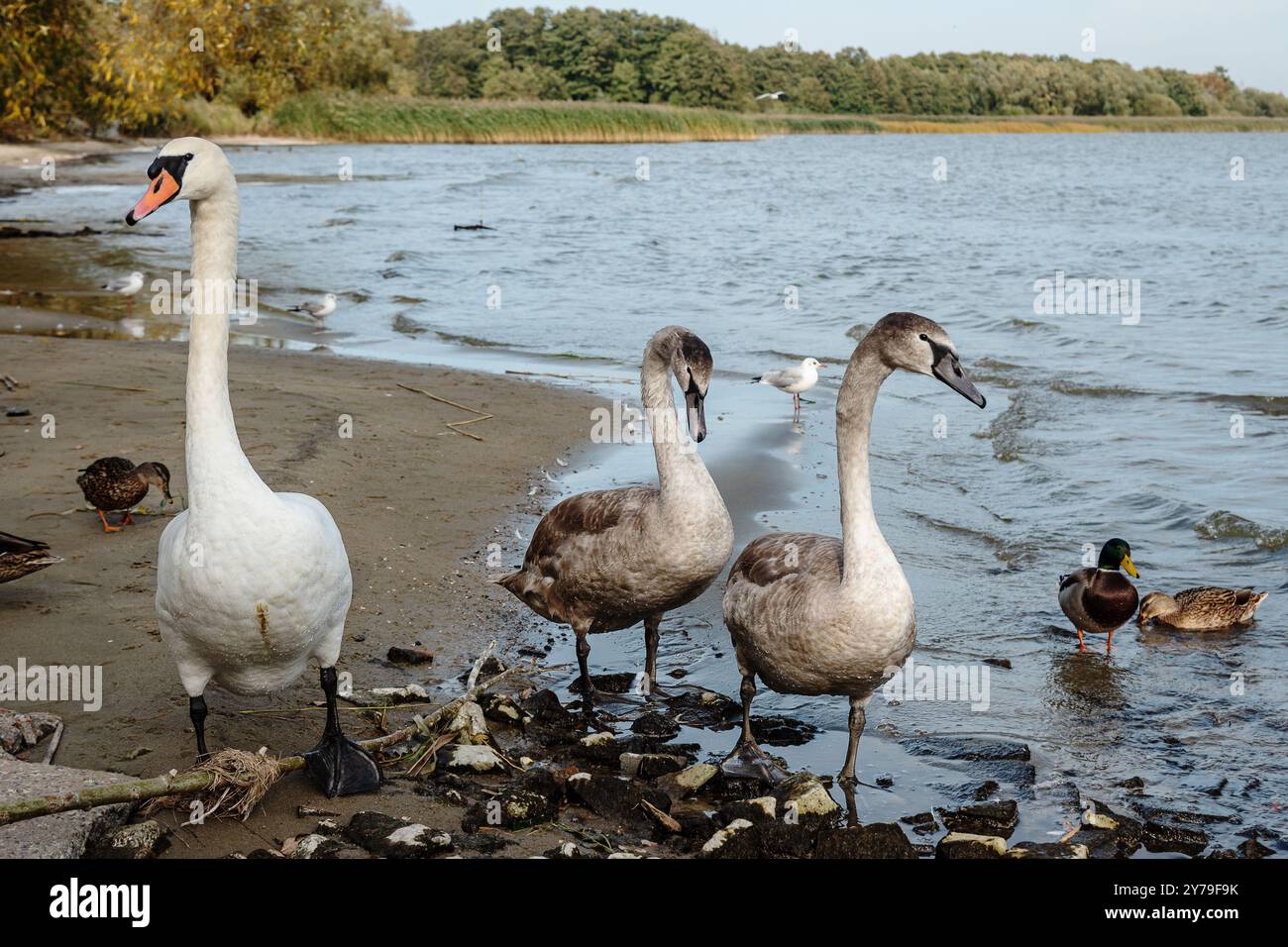 Cigni sulle rive della Laguna Curoniana sulla Curonian Spit nel villaggio di Lesnoy. Regione di Kaliningrad. Russia Foto Stock