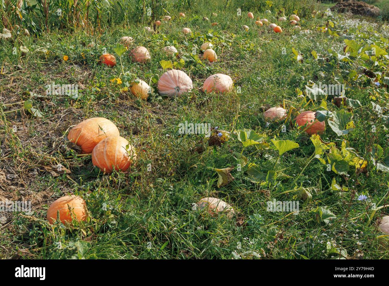 Zucche arancioni mature sul campo in autunno. Una grande zucca arancione che cresce in giardino Foto Stock