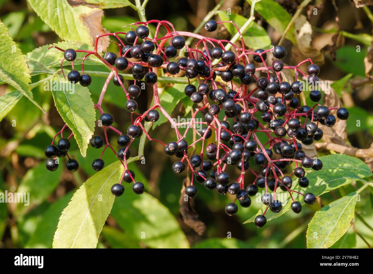 Le bacche di Sambucus nigra sono mostrate con foglie verdi. Utilizzare le proprietà curative dei sambuchi per rimedi naturali. Goditi le bacche ricche di vitamine di Foto Stock