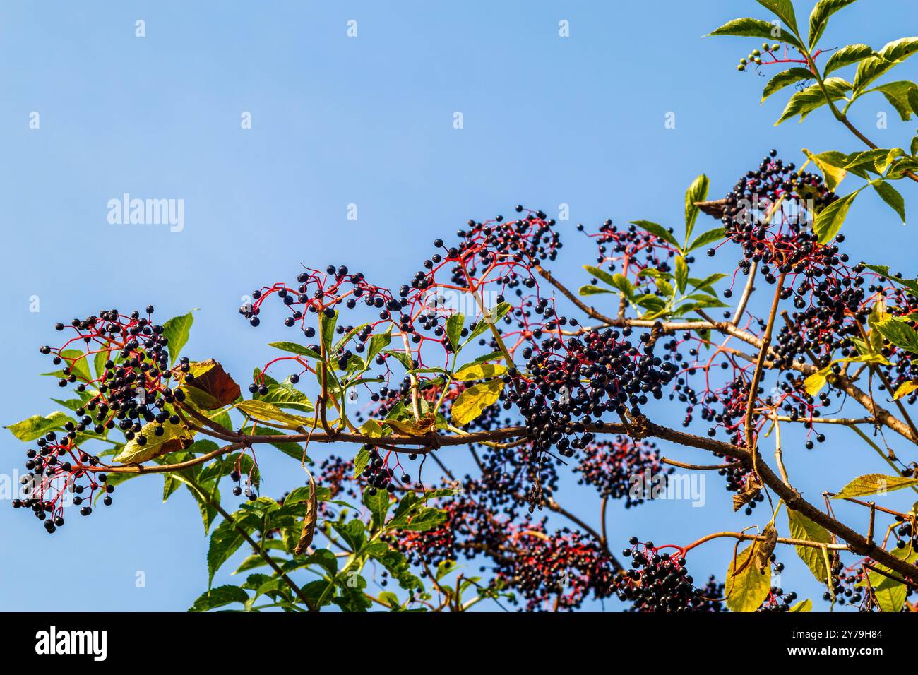 Mazzi di sambuco nero su un cespuglio con foglie verdi contro un cielo blu. Le bacche del sambuco nero (Sambucus nigra) sono raffigurate con gre Foto Stock